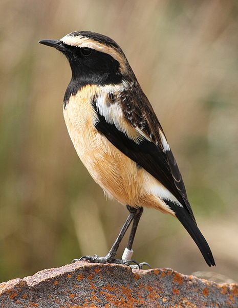 Saxicola bifasciatus