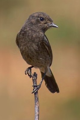 Saxicola caprata