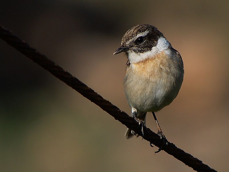 Saxicola dacotiae