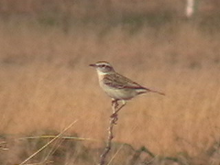 Saxicola macrorhynchus