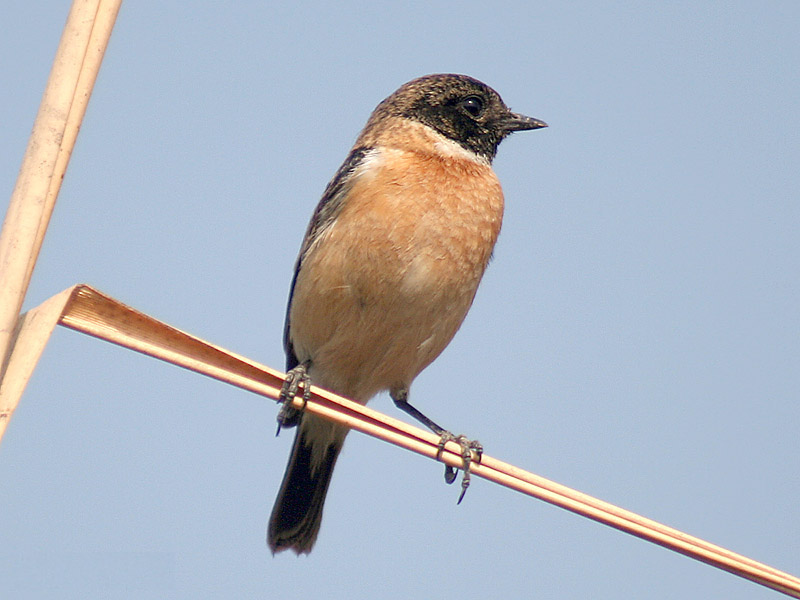 Saxicola maurus