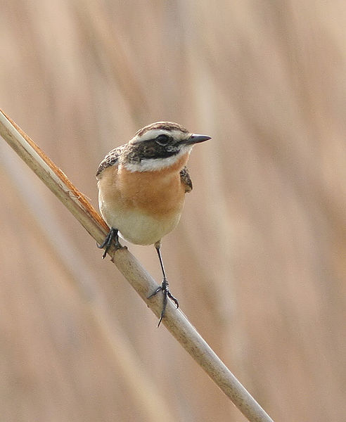 Saxicola rubetra