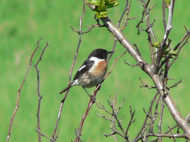 Saxicola rubicola
