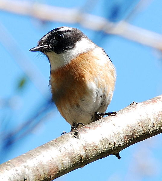 Saxicola tectes