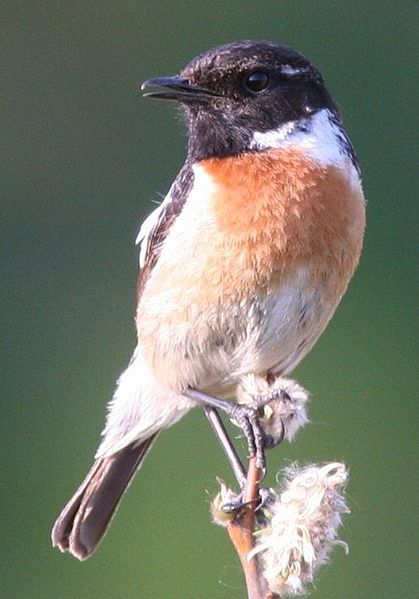 Saxicola torquatus