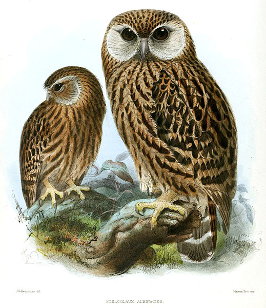 Sceloglaux albifacies