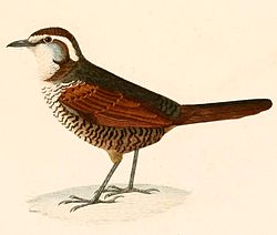 Scelorchilus albicollis