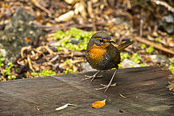 Scelorchilus rubecula