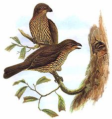 Scenopoeetes dentirostris