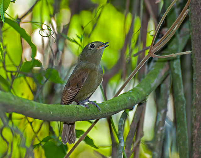 Schiffornis virescens