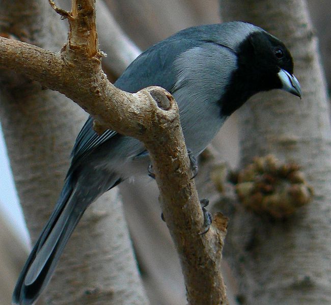 Schistochlamys melanopis