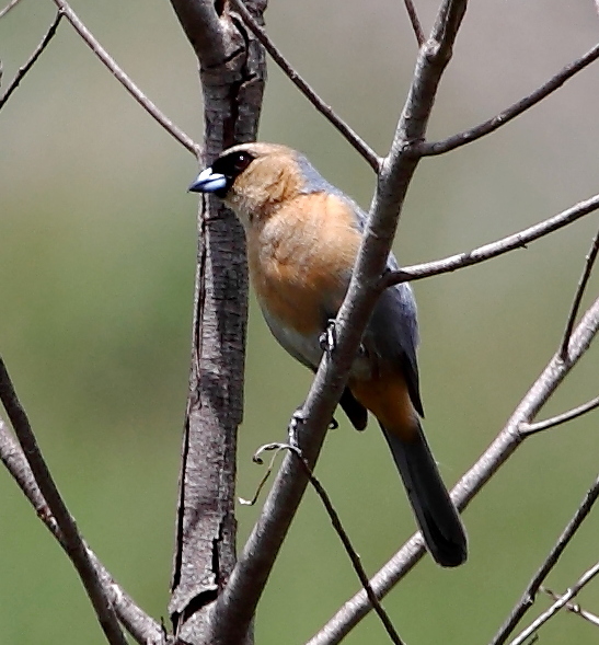 Schistochlamys ruficapillus