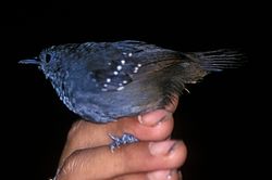 Schistocichla leucostigma