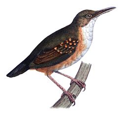 Sclateria naevia
