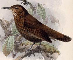 Sclerurus guatemalensis