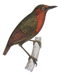 Sclerurus rufigularis