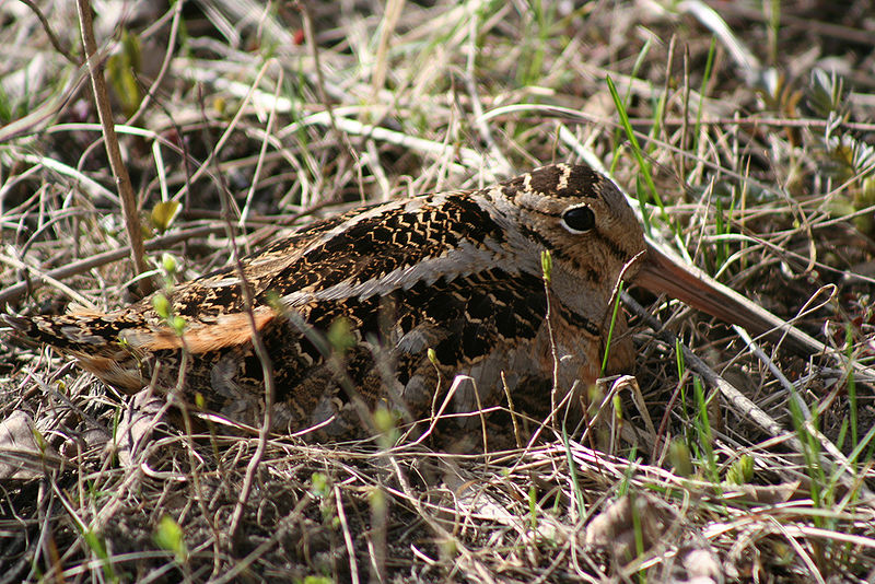 Scolopax minor