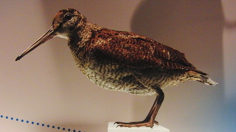 Scolopax mira
