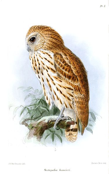 Scotopelia bouvieri