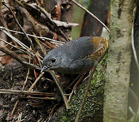 Scytalopus novacapitalis