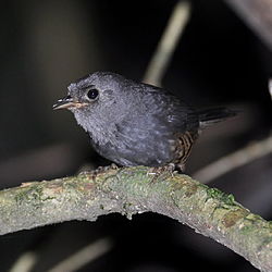 Scytalopus pachecoi