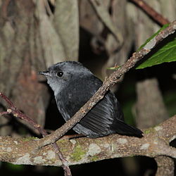 Scytalopus speluncae
