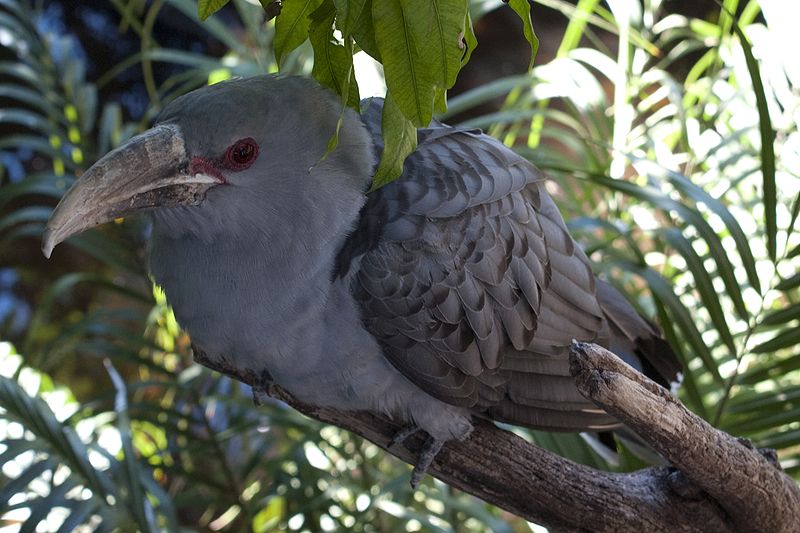 Scythrops novaehollandiae
