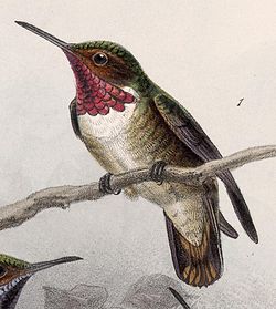 Selasphorus ardens