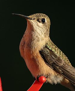 Selasphorus calliope