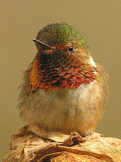 Selasphorus scintilla