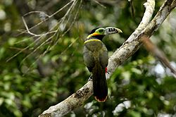 Selenidera maculirostris