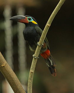 Selenidera piperivora