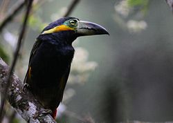 Selenidera reinwardtii
