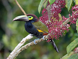 Selenidera spectabilis