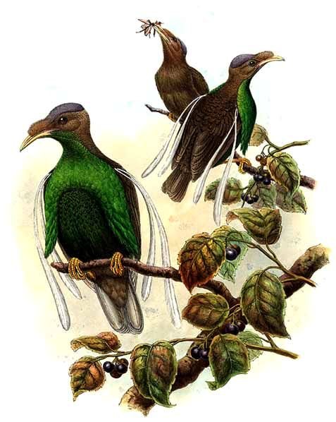 Semioptera wallacii
