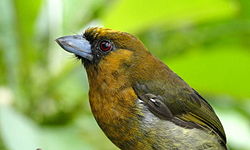 Semnornis frantzii