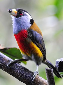 Semnornis ramphastinus
