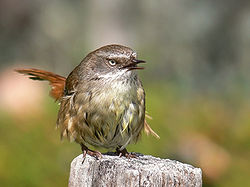 Sericornis frontalis