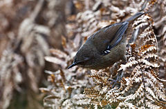 Sericornis humilis