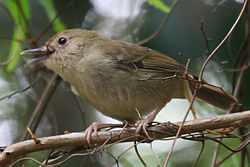 Sericornis keri