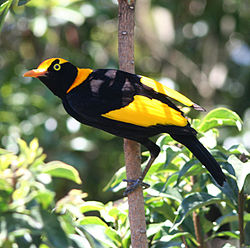 Sericulus chrysocephalus