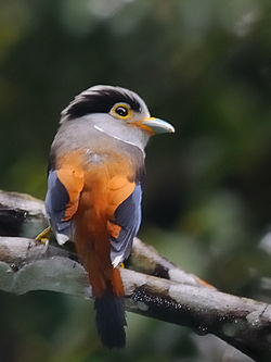 Serilophus lunatus