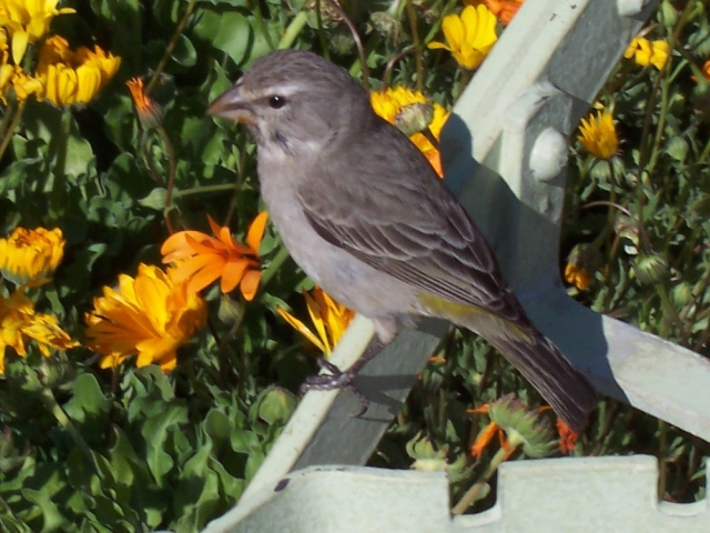 Serinus albogularis