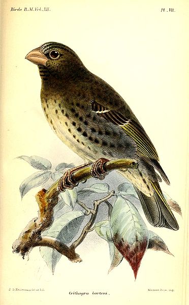 Serinus burtoni