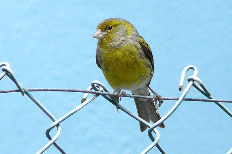 Serinus canaria