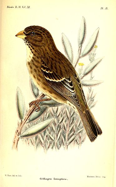Serinus leucopterus