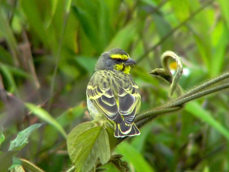 Serinus mozambicus
