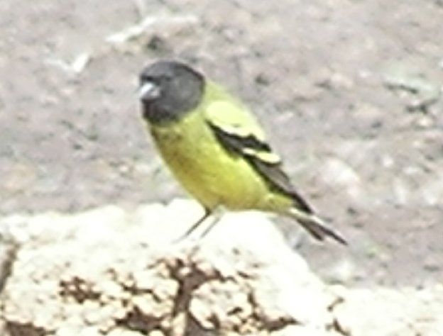 Serinus nigriceps