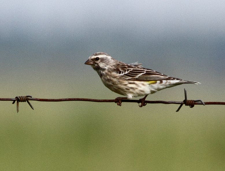 Serinus reichenowi