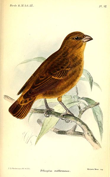 Serinus rufobrunneus